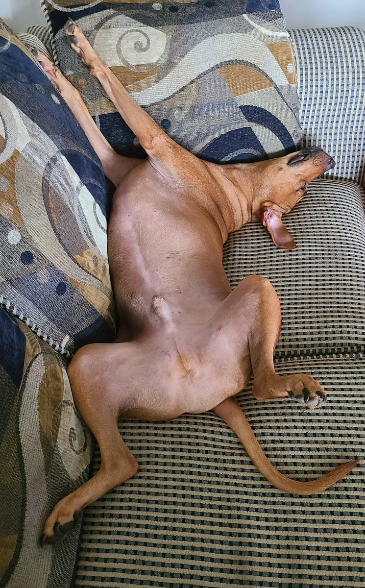 Jackson The Puppy Dog tweet media