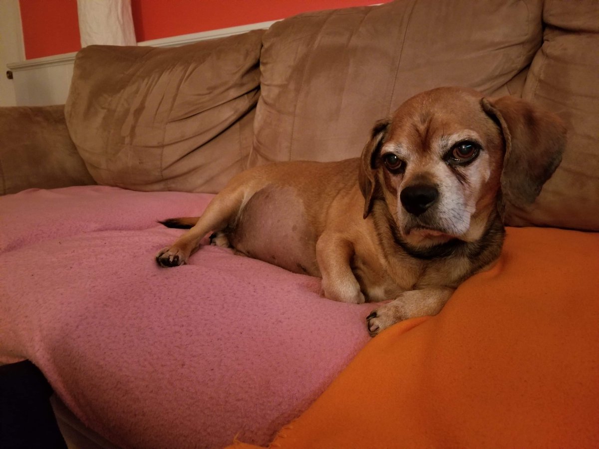 F's and hearts in the chat for Sonny, please. "Here is Sonny the peculiar Puggle modeling for all per usual. Unfortunately he just recently was put down but he would be part of the  @Diablo 4 QA team today. May he reside in the high heavens!"