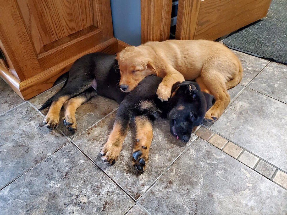 fightingsaints's tweet photo. Some of the best submissions on our Facebook page for #nationaldogday https://t.co/MAL5HT9K6k
