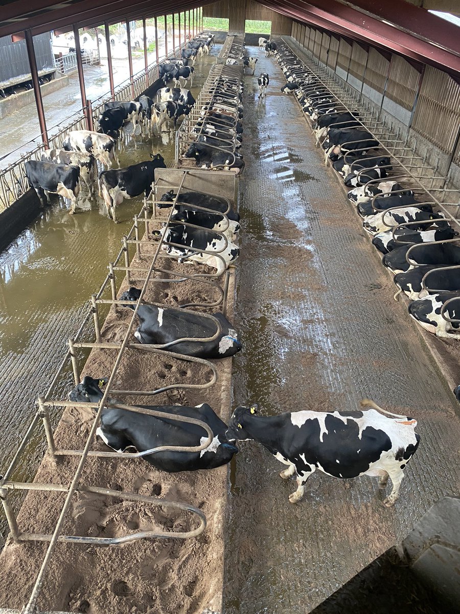 Was up changing led lights that have gone faulty and couldn’t  resist a snap off the girls making milk