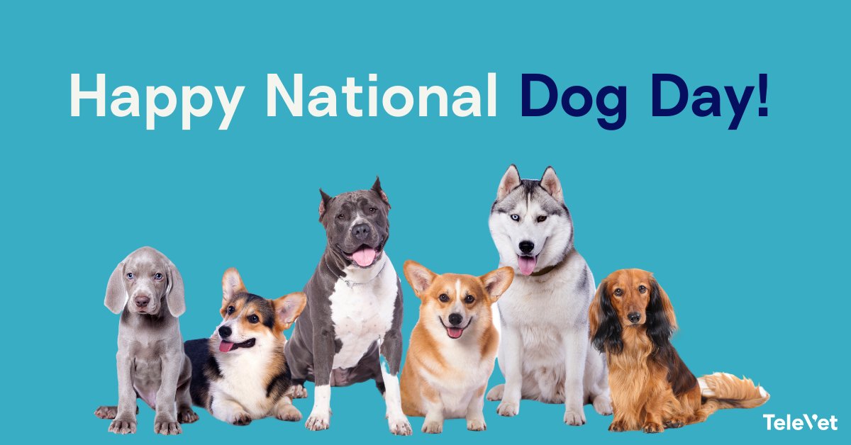 getTeleVet's tweet photo. A round-of-a-paws for our best friends. Happy #nationaldogday from the TeleVet team! https://t.co/TQQDLVc7Cv