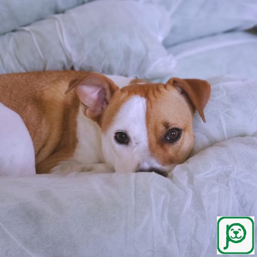 Es bueno que nuestra mascota duerma en nuestra cama? Esto es lo mejor? En pet-comm te contamos más sobre este tema, registrate en pet-comm.com y no te lo pierdas!!