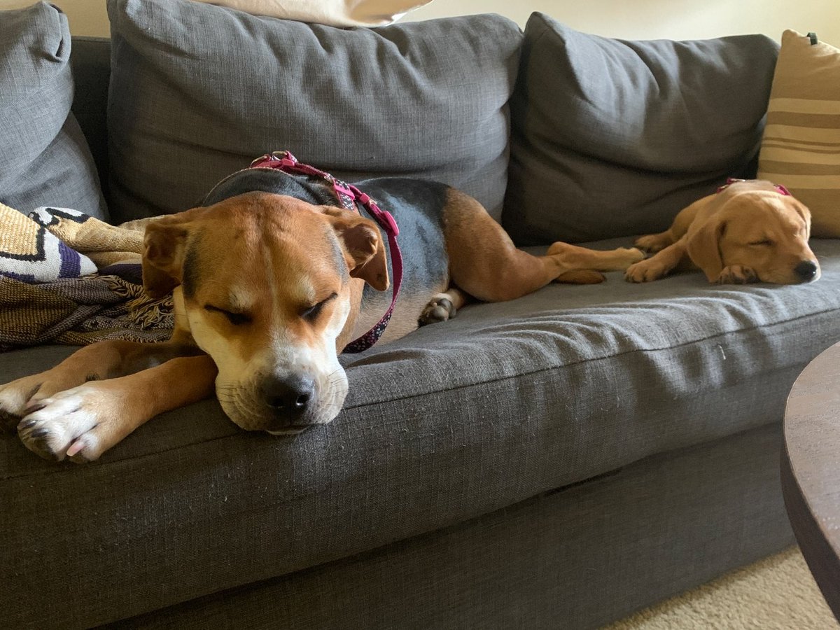 GboroMark's tweet photo. Happy #NationalDogDay to these 2 gals.
#UNCGpets https://t.co/RUvd7AOk86