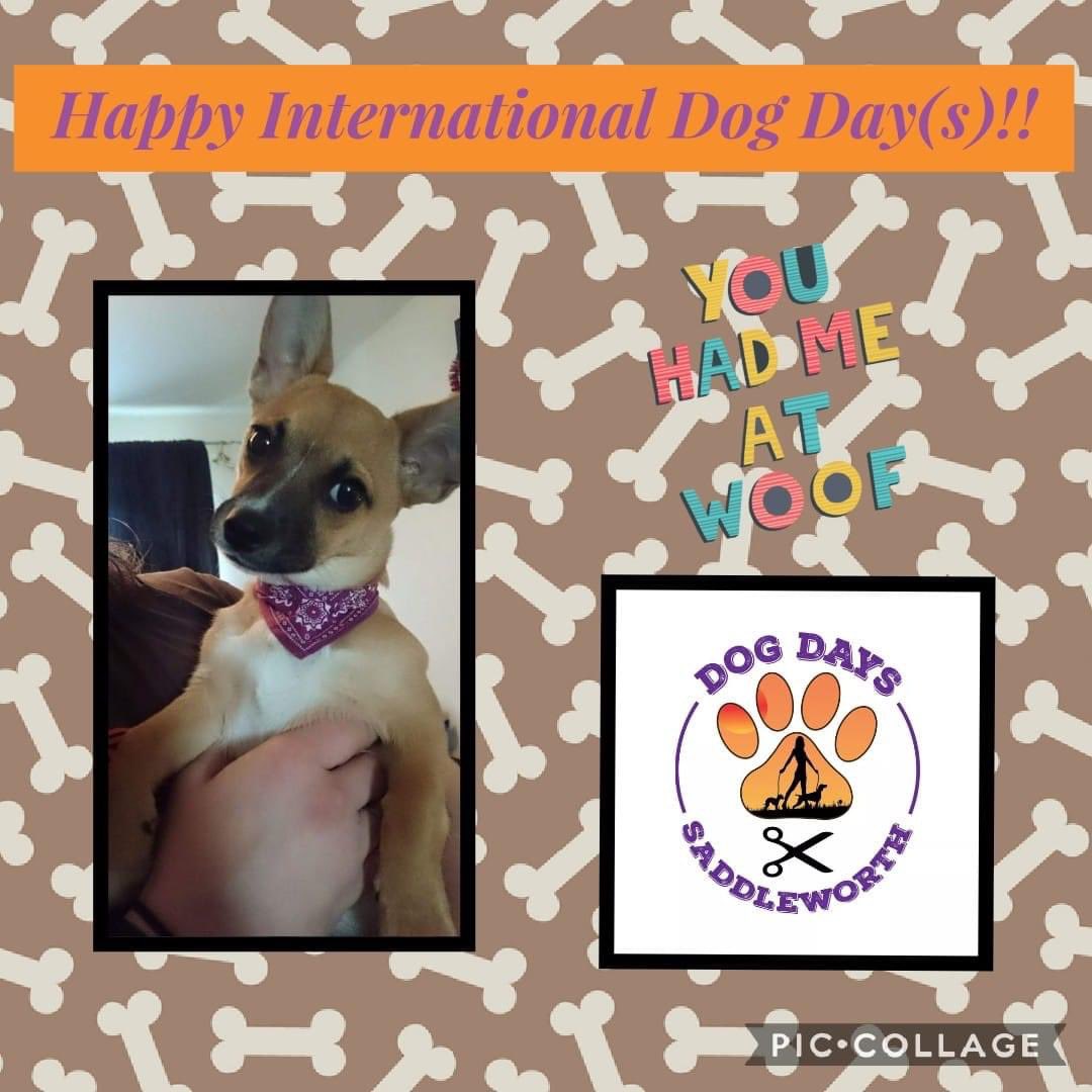 Today is International Dog Day!! So don't forget to give your pooch that extra snuggle and throw them another treat. Give them a cuddle from me too because they are all AMAZING! #InternationDogDay #Saddleworth <a href="/Oldham_Hour/">Oldham Hour</a>