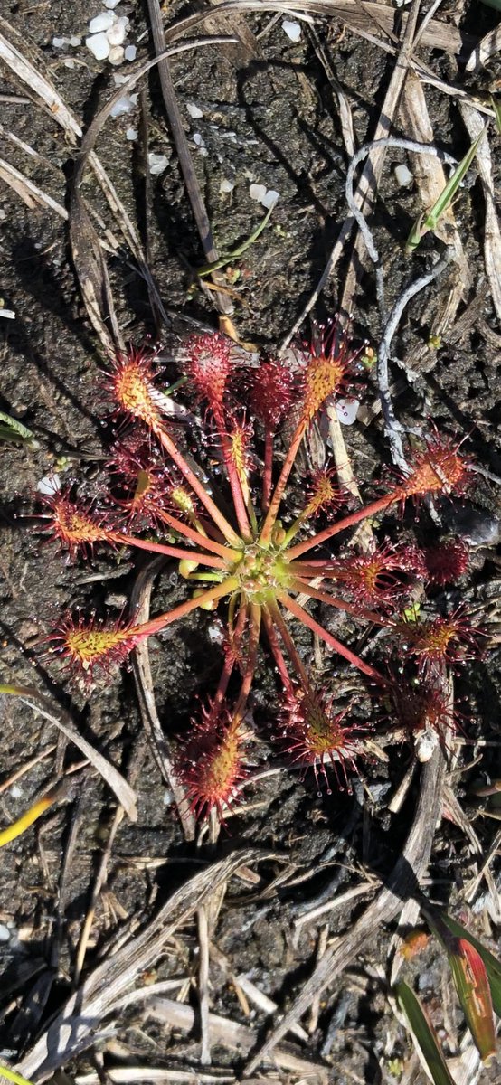 jay_12's tweet photo. #sundew https://t.co/mUlR0vdxoV