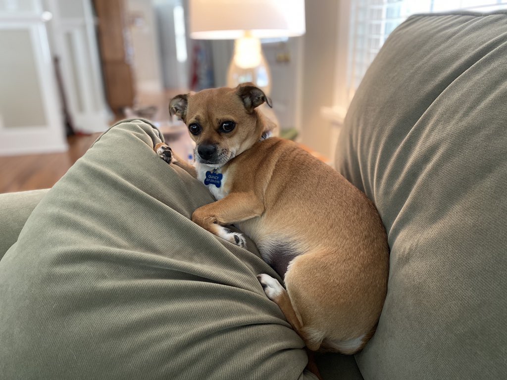 kdefran's tweet photo. @dog_rates Quincy approves. https://t.co/KuF38uMY6s
