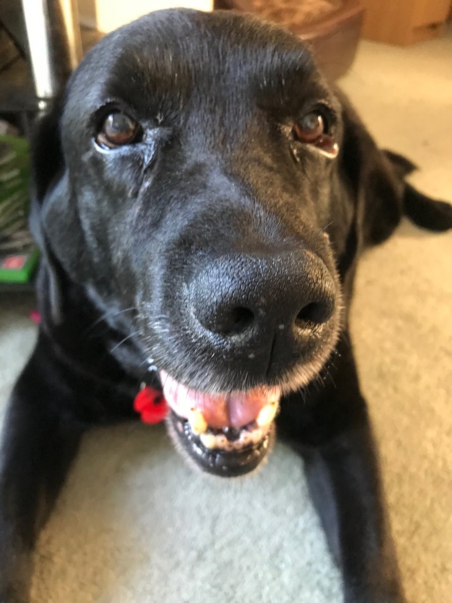 Today it is #NationalDogDay🐶and #InternationalDogDay, so what better time to share a few of our favourite pictures of Keith. Nothing would make him happier than for everyone in Surrey Heath to #BeLikeKeith and pick up their pet's poo and #bagitandbinit🗑️