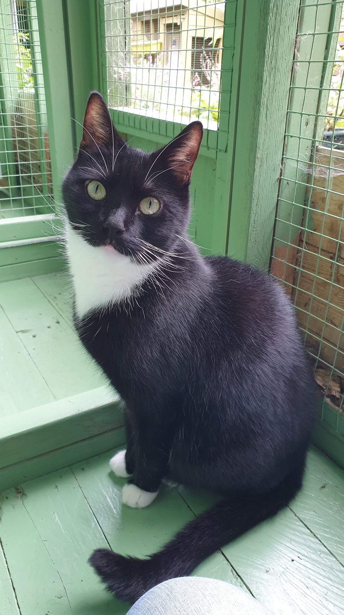 In the right calm, patient and understanding environment Riley will thrive but this will take time and confidence. Teaching Riley to trust you slowly must be taken one step at a time, at the pace that suits him. Riley needs a strictly adult-only home with safe outside access.