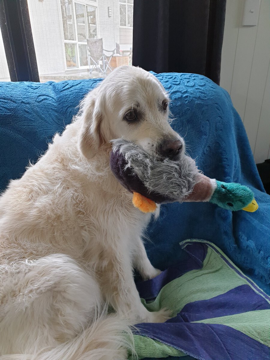 Tui dog tweet media