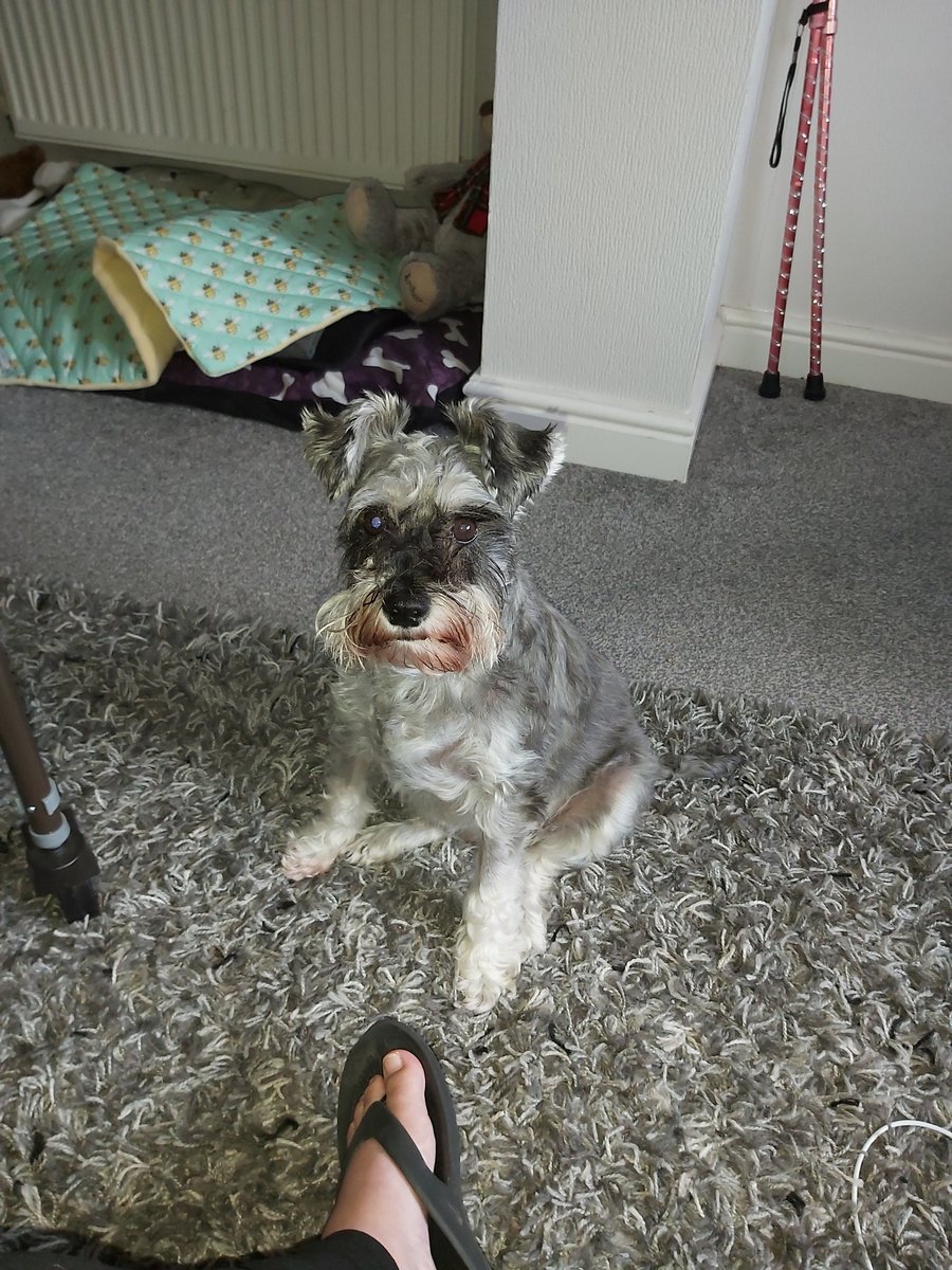 APoppyroo's tweet image. 