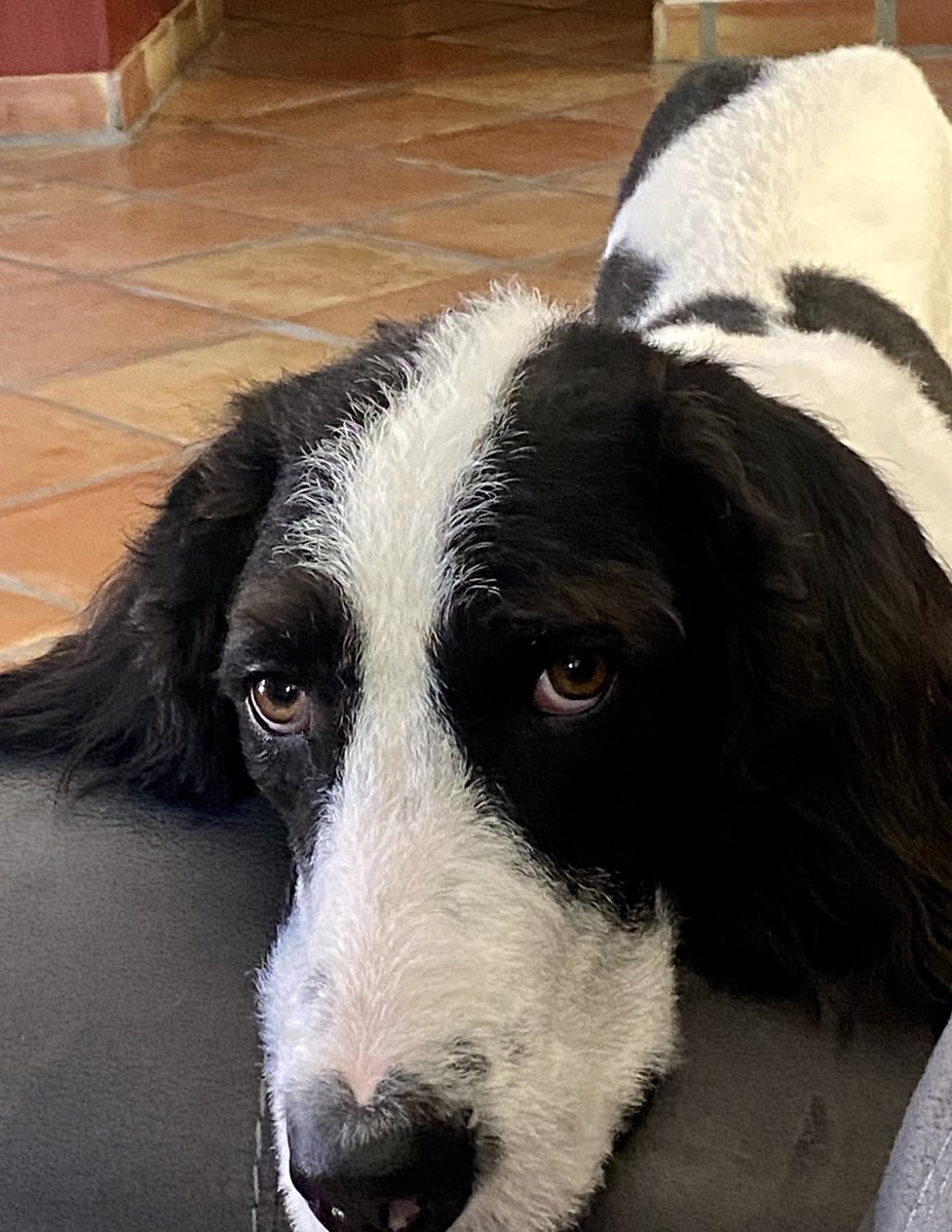 Happy National Dog Day. Ruff Ruff. What is your dog doing to celebrate today?