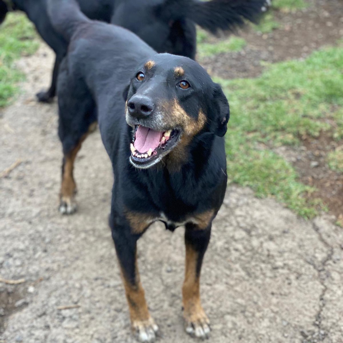 #SOS 
Necesitamos ayuda porfa!! No tenemos croquetas😔
Somos 200 peludos #adoptables
Ayúdennos porfa🙏🏼
¿Nos echarían la patita para comprar comida porfa?
Agradecemos con nuestra alma perruna tu ayuda! Somos un refugio que permite visitas fines de semana!!!!💜🐾 solicita DM direc