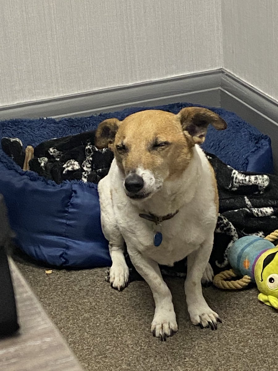 #InternationalDogDay Our Office Dog JD was very tired today!