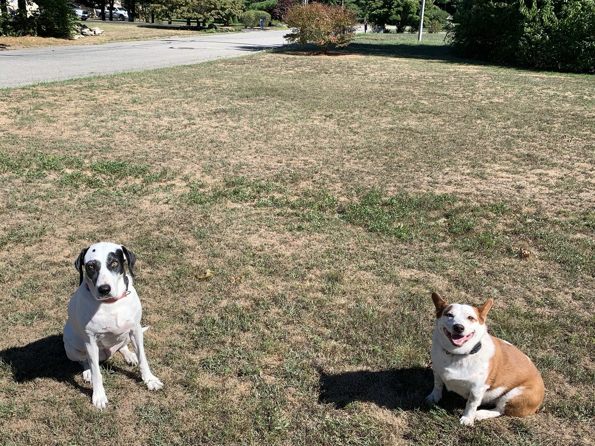 CoachD_EB's tweet image. Maggie and Odin #NationalDogDay2020