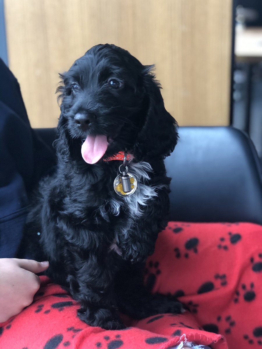 amyleigh3006's tweet photo. happy #InternationalDogDay to my boy and my favourite doggos 😍🐶 https://t.co/GQEszYtcOp