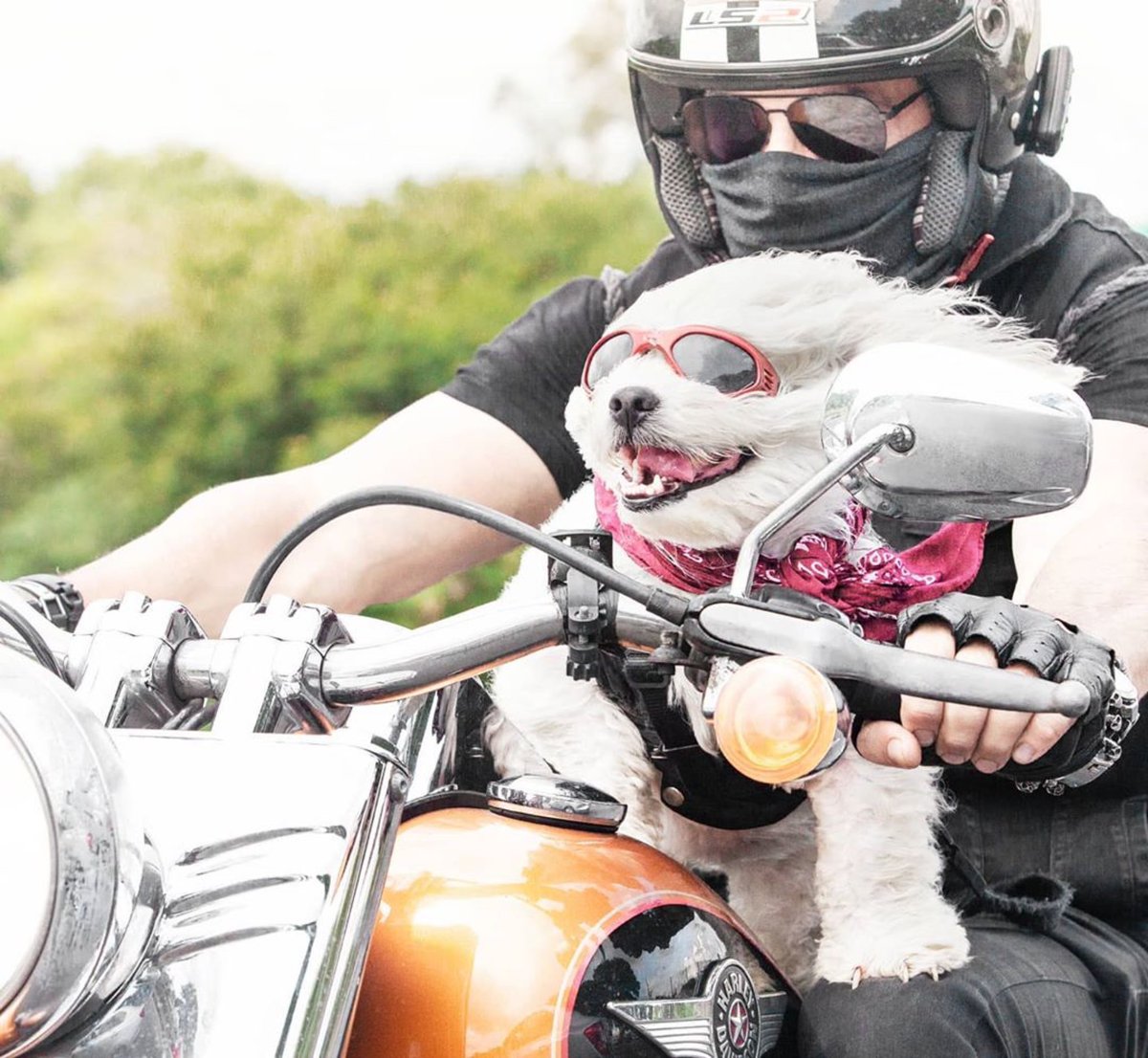 myhogwatch's tweet photo. Happy #NationalDogDay to all of our #furryfriends out there who enjoy the ride just as much as we do!😎🐶

📸: @mollybikerdog on Instagram

#rideeasy #ridefree #myhogwatch #dog #bikerdog #bike #biker #harley #harleydavidson #motorcycle #moto #motorcycle #repost https://t.co/GzOAlX0Uvj