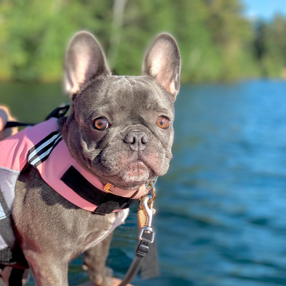 #NationalDogDay at High Peaks Resort is 365 days a year.
<a href="/hazel/">Hazel Gardner</a>.the.nuts )