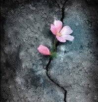 rahaal775's tweet image. لا تفتخر  في كسر  غيرك  ياعنيد
بكرا وراك  حساب وعقاب وحشر
إكسر قلم إكسر شطر إكسر قصيد
بس أنتبه في دنيتك تكسسر  بشر