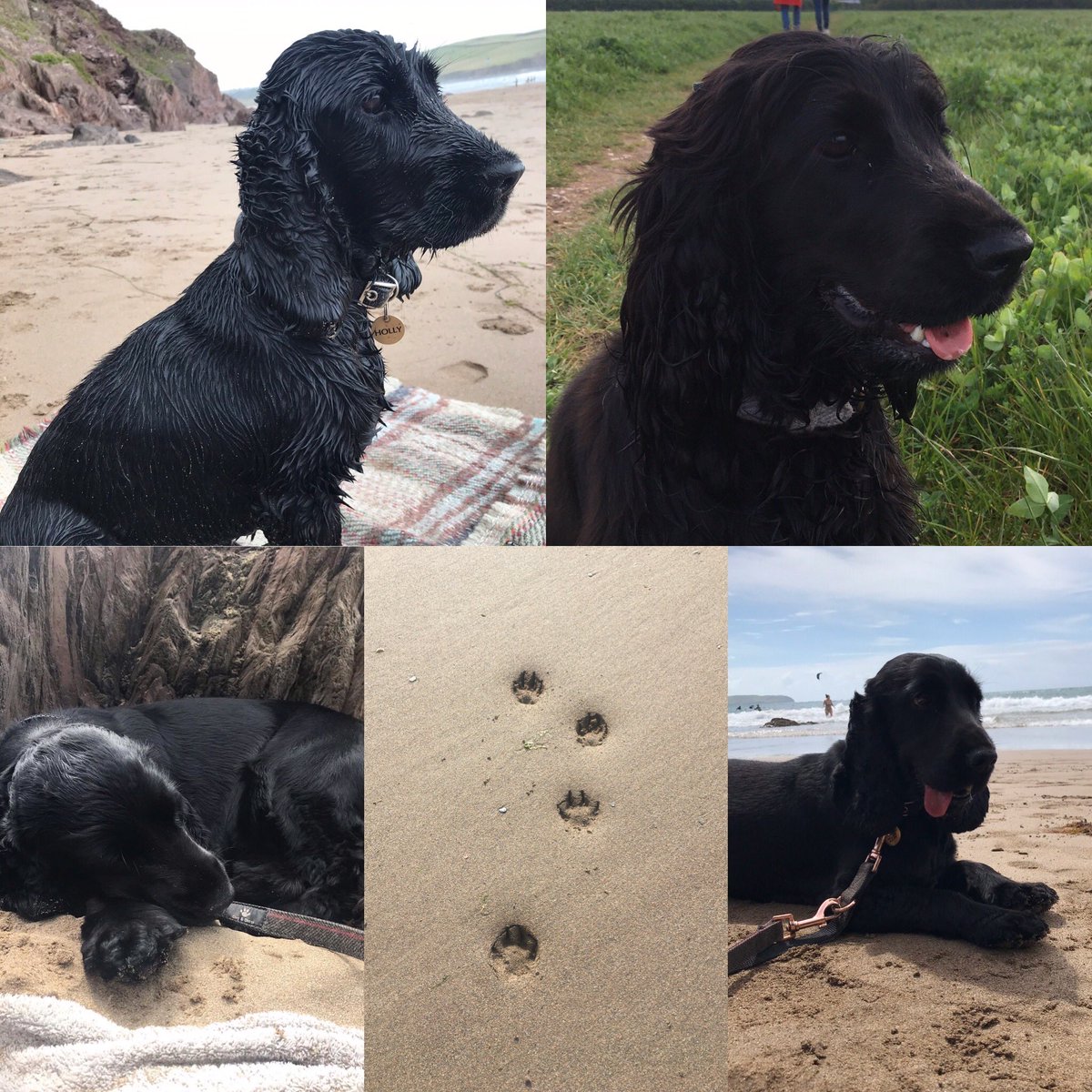 My girl ❤️ #InternationalDogDay #cockerspaniel she brings us so much joy, I can’t imagine life without her #mylittlebuddy 🐾🐾