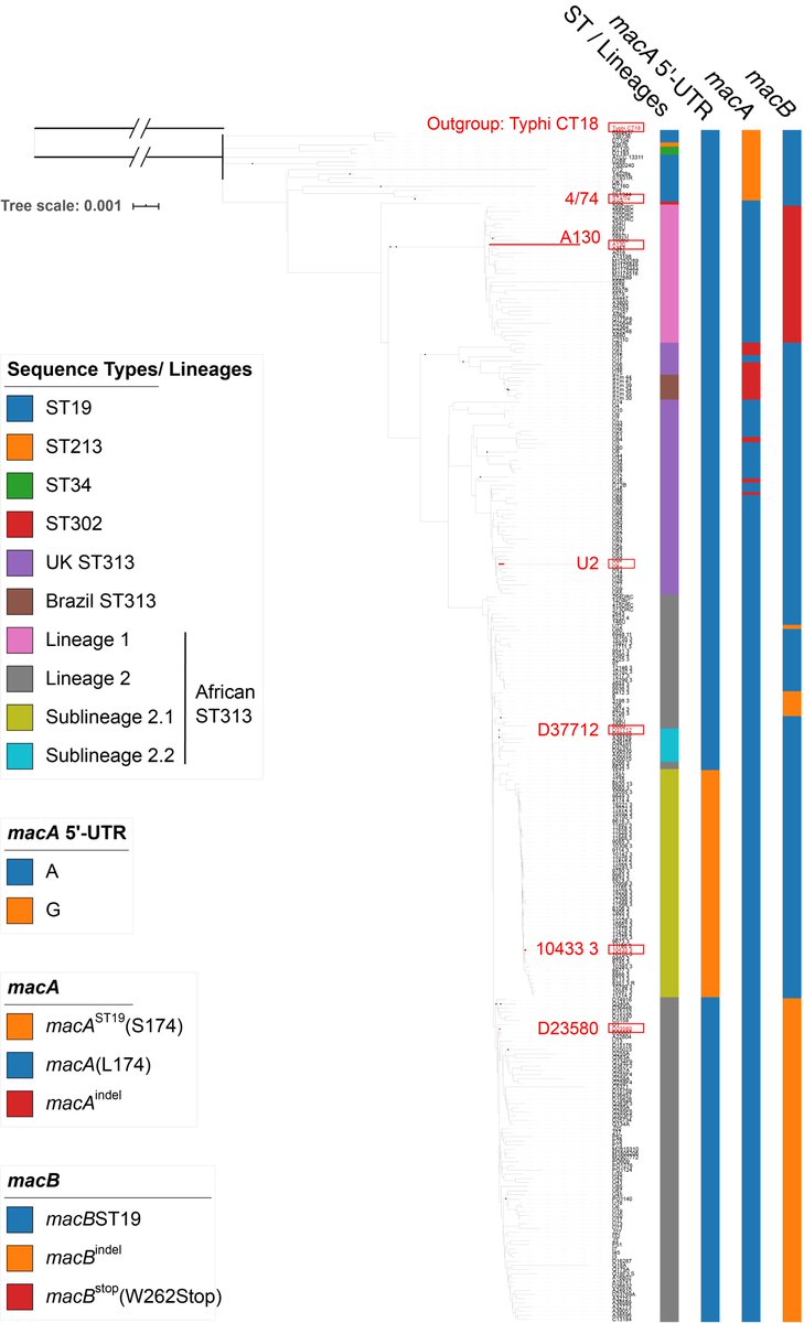 2/Whole genome analysis of all sequenced African  #iNTS isolates by  @yan_salsa  @NWenner and  @implosian identified several variants of MacAB associated with each lineage.