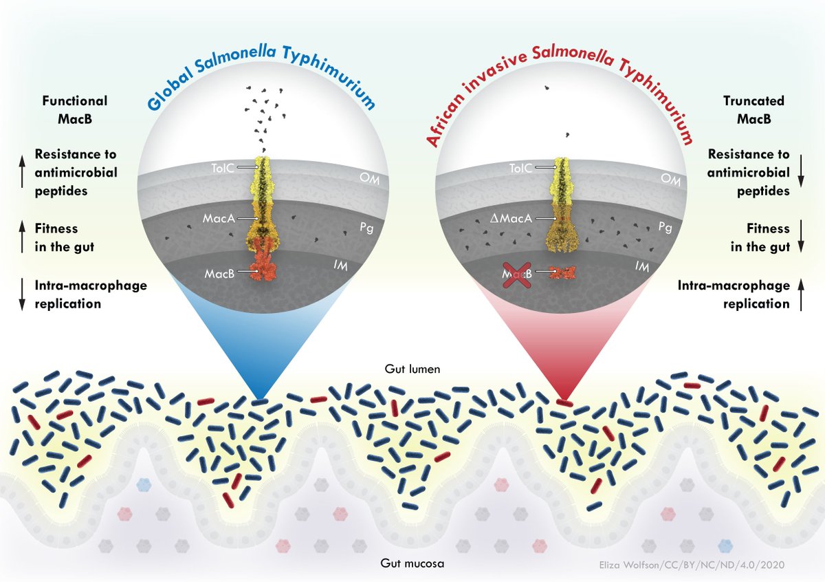 1/See our new  @plospathogens paper with the Hinton Lab  @jay_salsa on the role of the MacAB-TolC efflux pump during infection by invasive  #Salmonella isolates from Africa.  https://doi.org/10.1371/journal.ppat.1008763