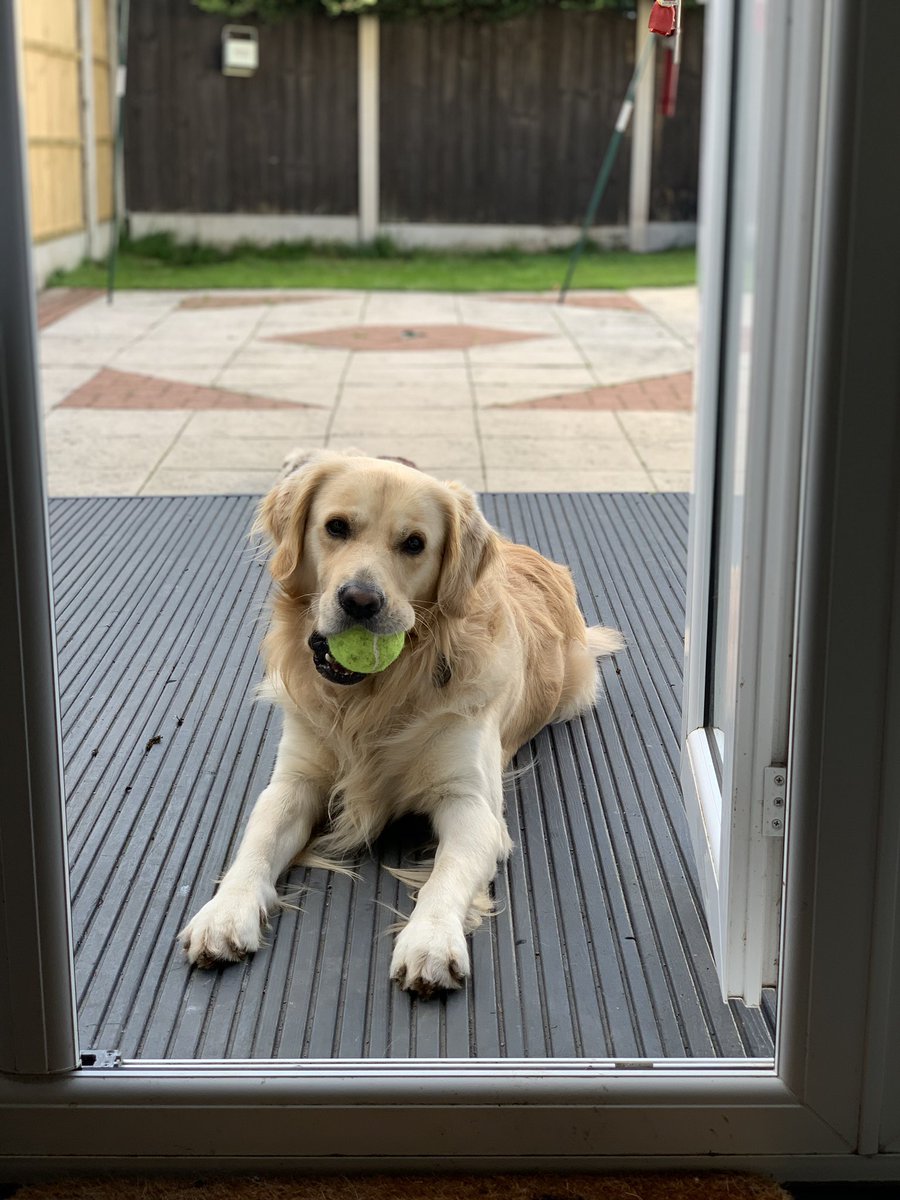 l_capobasso's tweet photo. Happy international dog day #InternationalDogDay https://t.co/mFdC4NIbzB