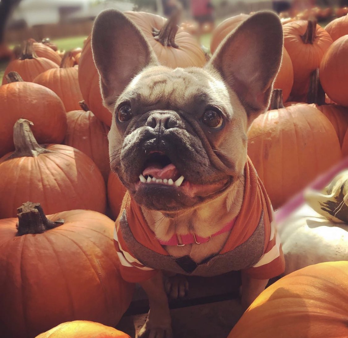 JEverAfter's tweet image. Hook’em from Violet Ivy! 🤘🏼🐂 @TexasLonghorns