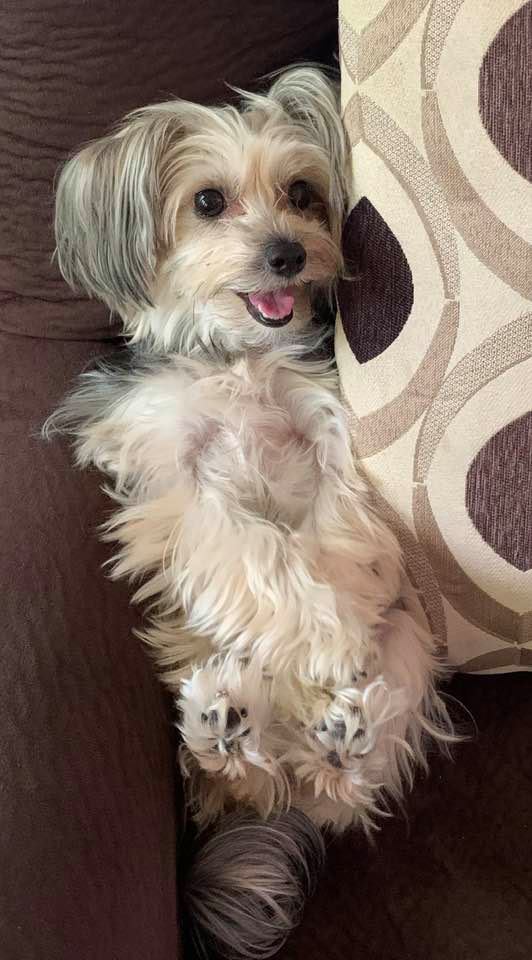 MLDrover's tweet image. Happy National Dog Day from Sasha! 😍🐶