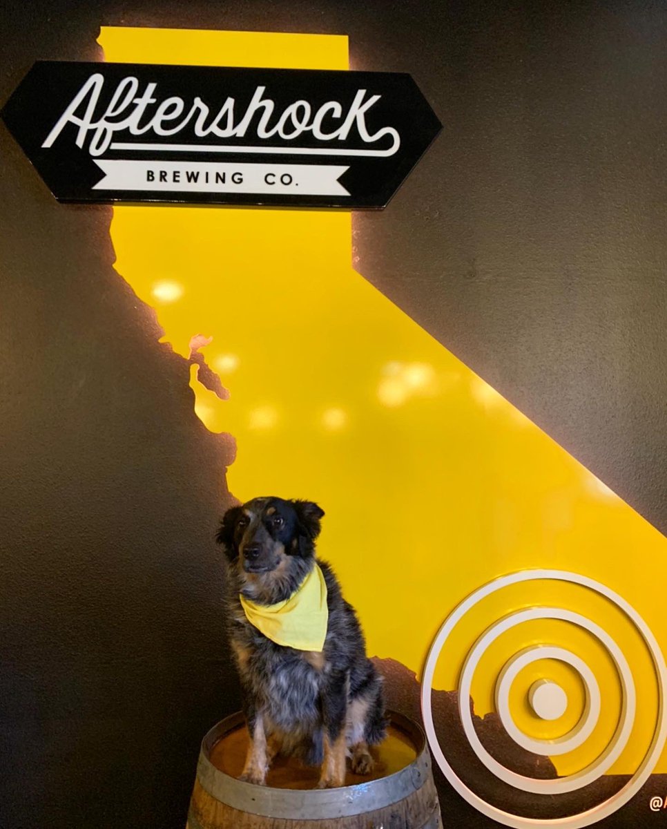 Aftershockbrew's tweet photo. Dog Dayz 🍺🐶 

Happy #InternationalDogDay! Come celebrate with your best friend at our dog friendly patio, open from 2-8pm today 🍻 It’ll be pawesome 😎 https://t.co/TnFyz2KNhb