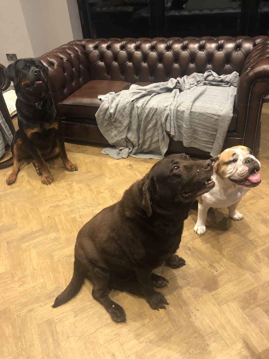 The hounds waiting for a treat