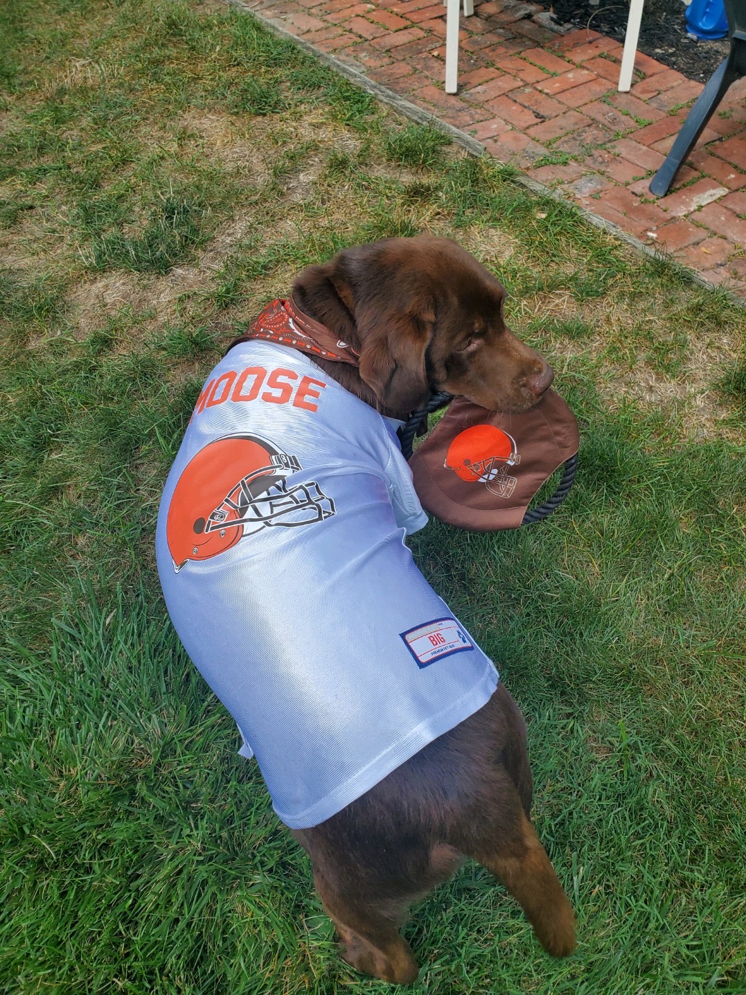 cleveland browns dog apparel