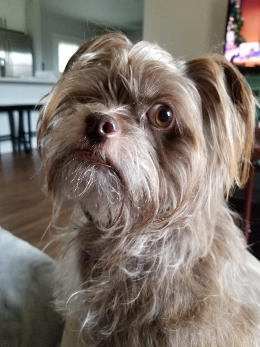 Tenacious_G's tweet image. Chewie says, "What's up dog."