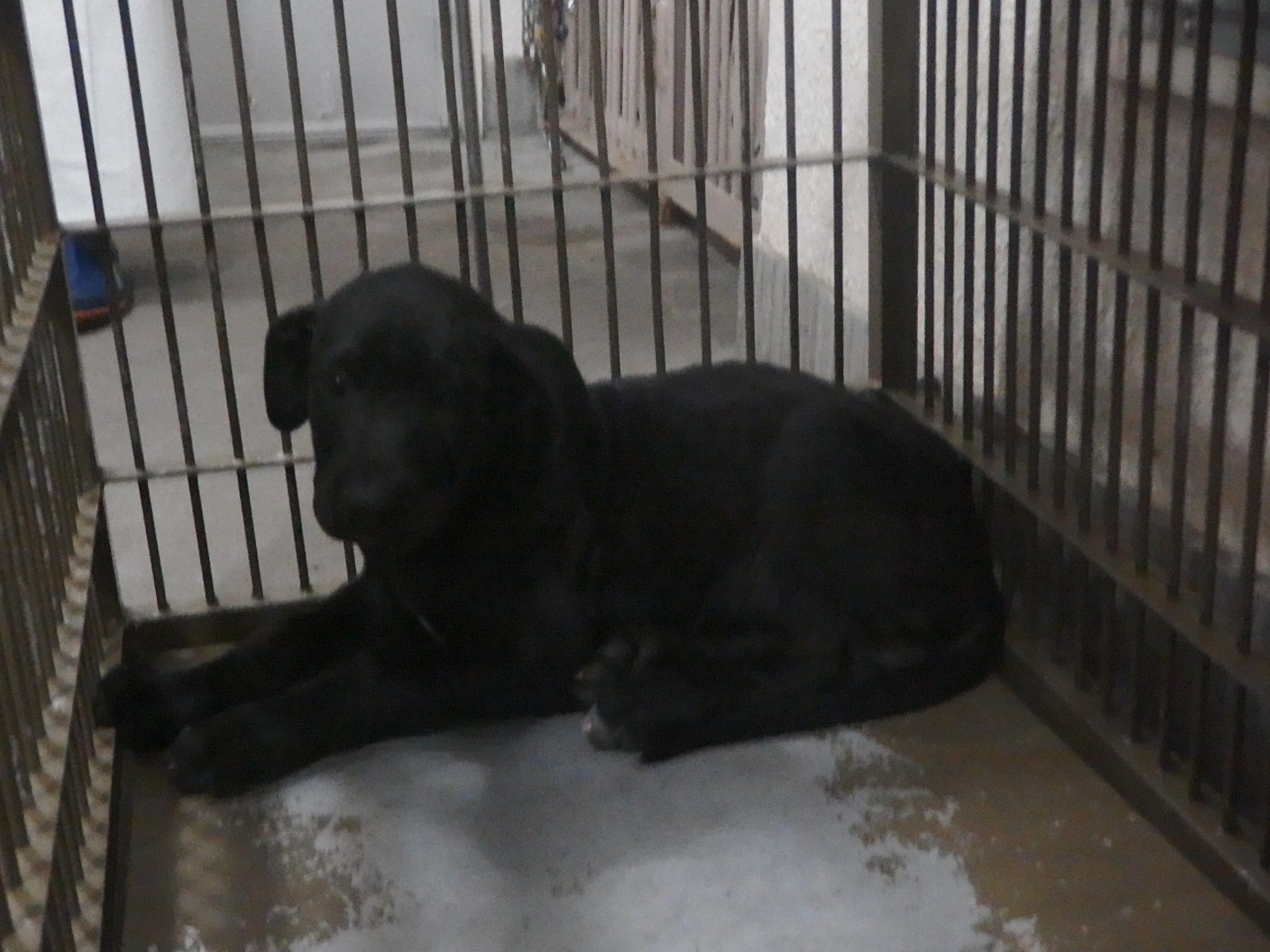 Japanesemichael Jackson على تويتر 青森県動物愛護センター 迷子犬 2匹同時保護 性別 女2 年齢推定 若 中齢 犬種 土佐犬 体格 大 小 毛色 茶 黒 保護月日場所 8 26 三戸郡南部町 鎖首輪 首輪なし 迷子犬 青森県 三戸郡 南部町 土佐犬