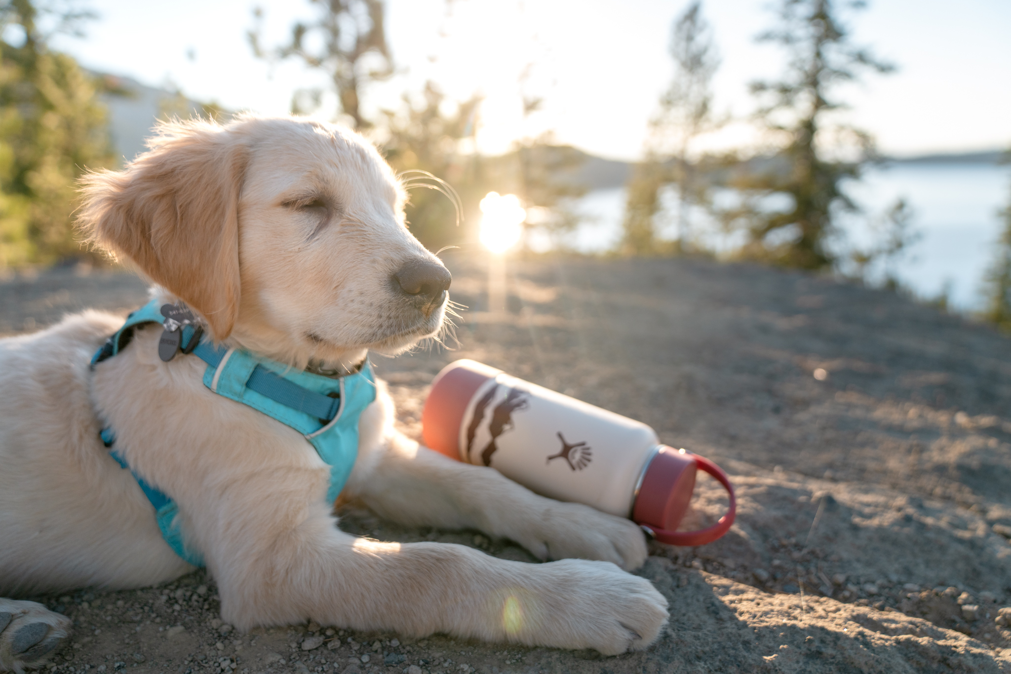 dog hydro flask