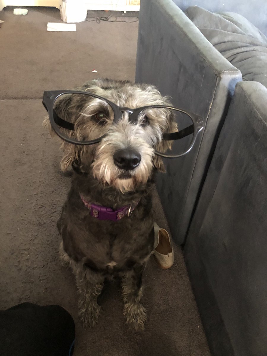 FreeResumeTips's tweet image. This is Rizzo Bryant, born on the night the Cubs won the World Series sporting her Harry Caray glasses! ⁦@Taylor_McGregor⁩ #gocubsgo #NationalDogDay