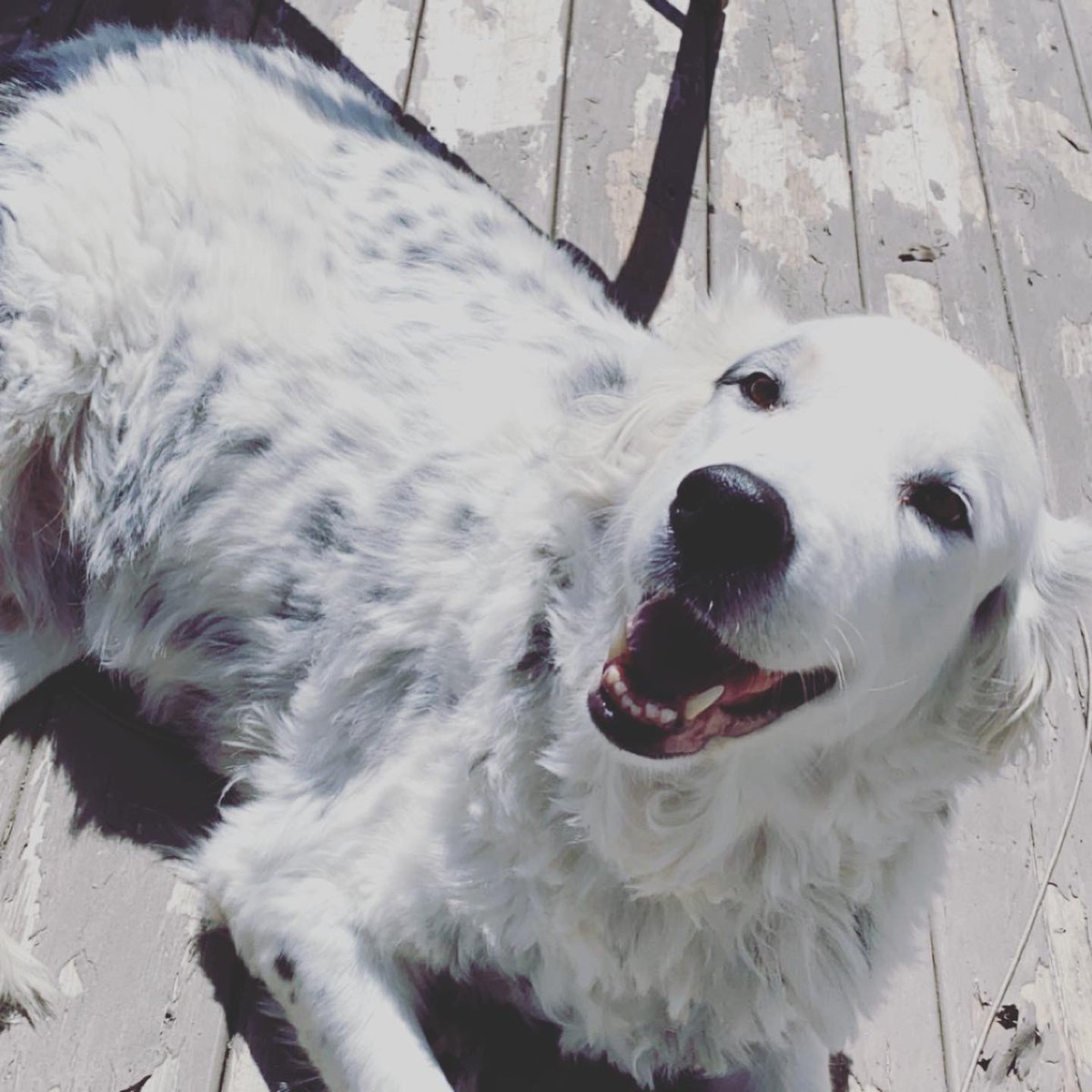 Chelseylee_'s tweet photo. @dog_rates https://t.co/OJAxFRsRzk