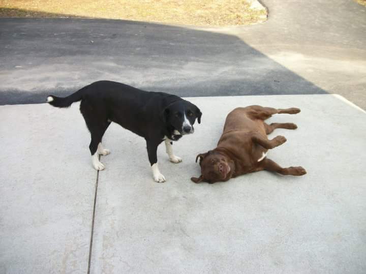 EricDLiptak's tweet photo. @dog_rates https://t.co/uIiISj7t2j