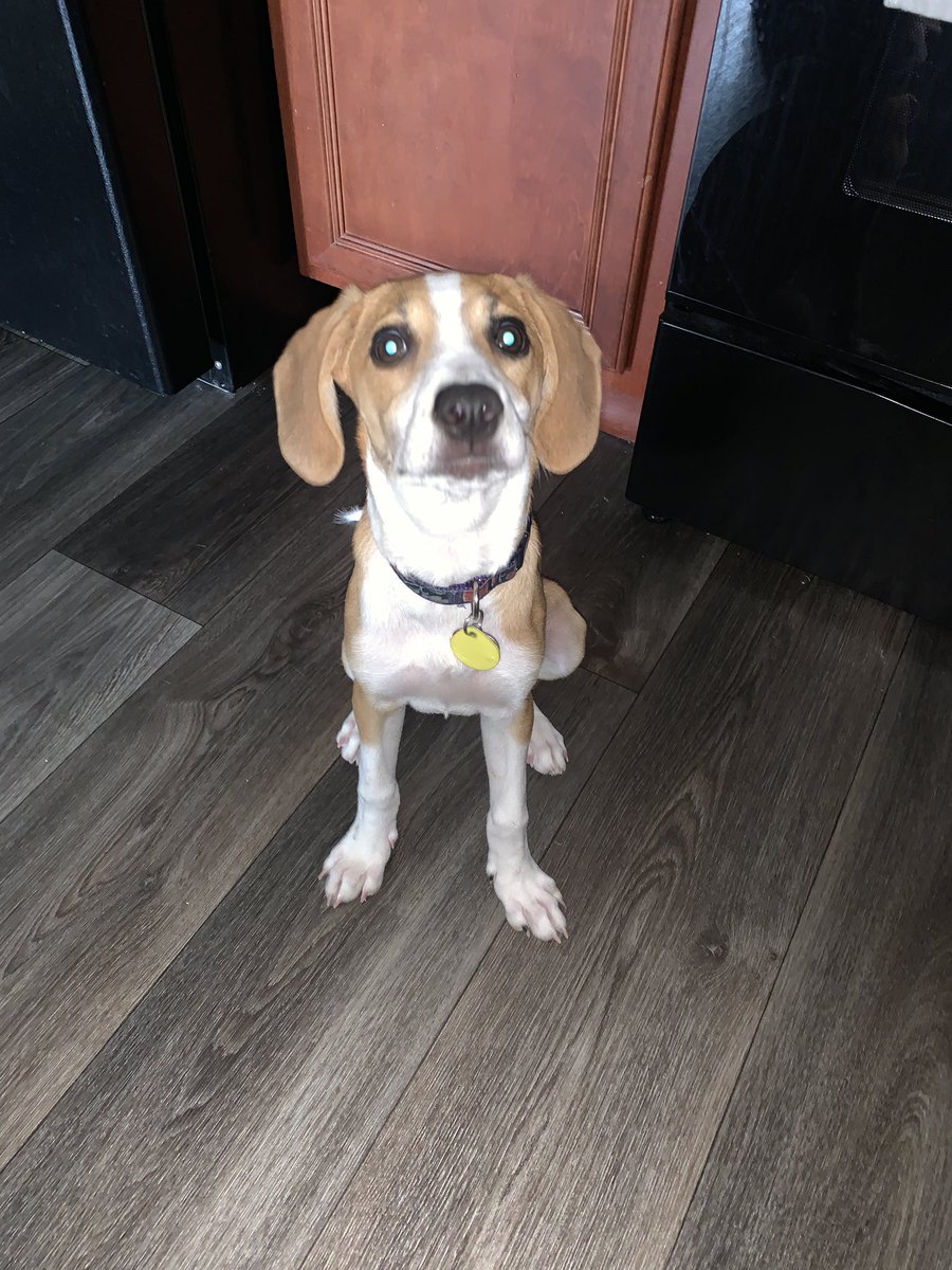 Palmer’s first International 🐶 day. This girl has brought so much sunshine into my life 💕