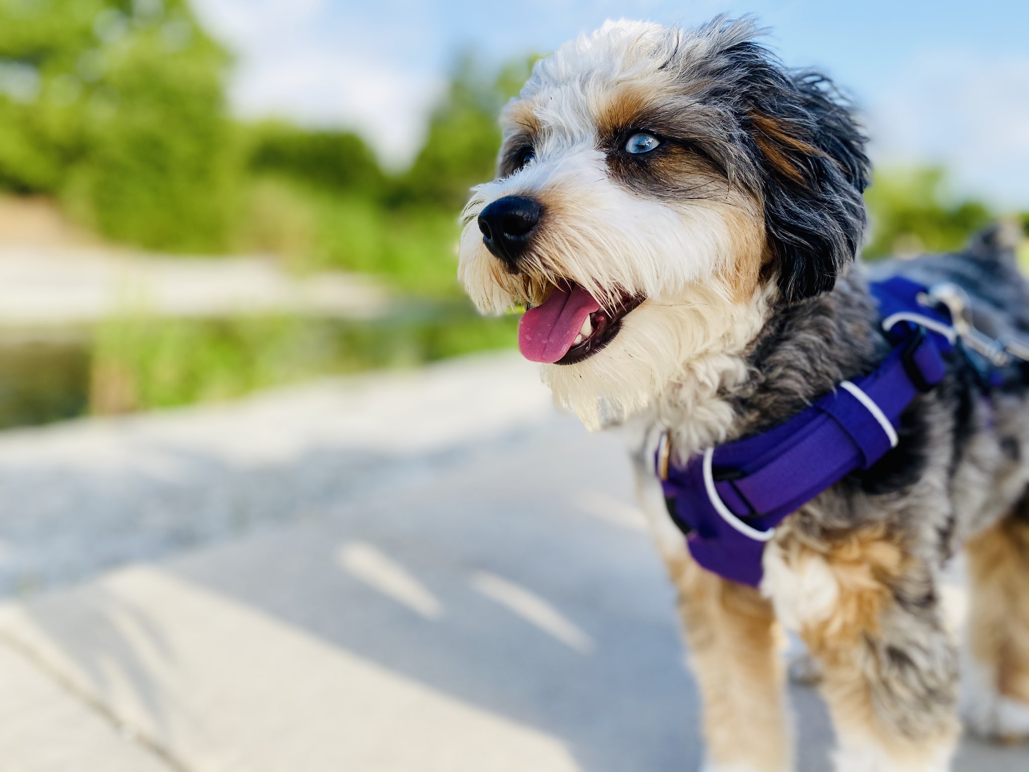 Apollo Dog Training (TrainingApollo) / Twitter