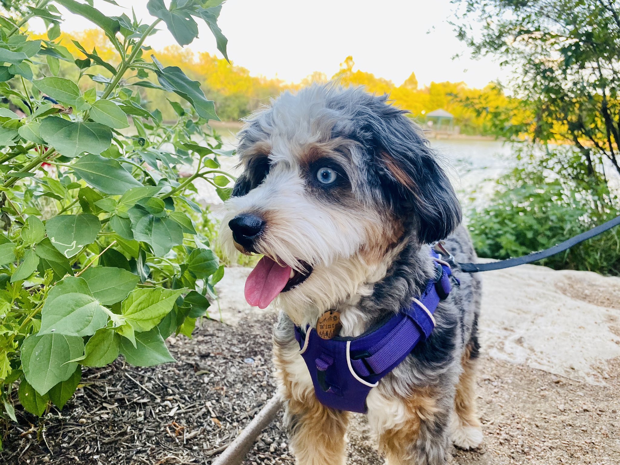 Apollo Dog Training (TrainingApollo) / Twitter