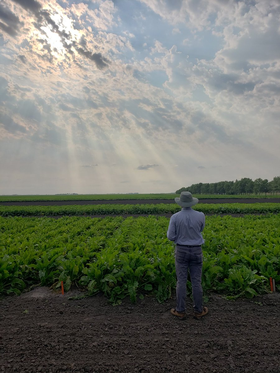 Austin Lien (@tphytopath) on Twitter photo #Cercospora leaf spot ratings on #sugarbeet with <a href="/BeetPath/">Ashok Chanda</a>. Interesting results are becoming apparent with DMI fungicides and tank-mix partners. #IYPH2020 @UMNPlantPath <a href="/CrystalSugarCo/">Crystal Sugar Co.</a>. Now is not the time to let off on applications. 5 more weeks until the main campaign! #Cercospora leaf spot ratings on #sugarbeet with <a href="/BeetPath/">Ashok Chanda</a>. Interesting results are becoming apparent with DMI fungicides and tank-mix partners. #IYPH2020 @UMNPlantPath <a href="/CrystalSugarCo/">Crystal Sugar Co.</a>. Now is not the time to let off on applications. 5 more weeks until the main campaign!