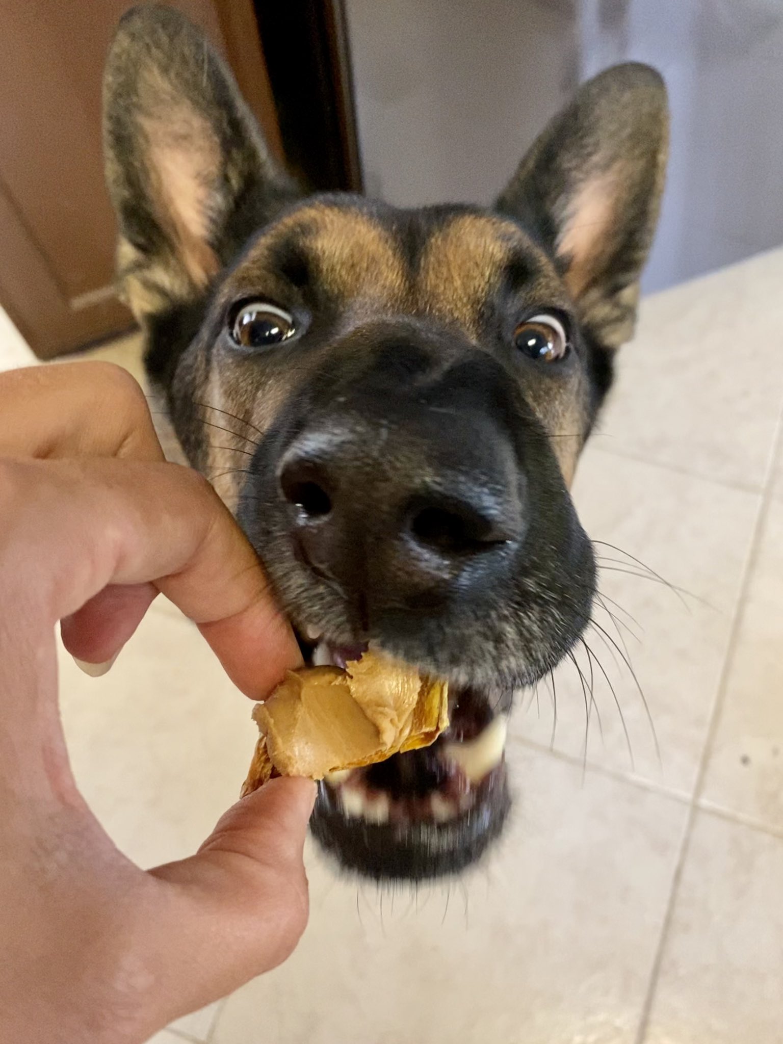 Apollo Dog Training (TrainingApollo) / Twitter