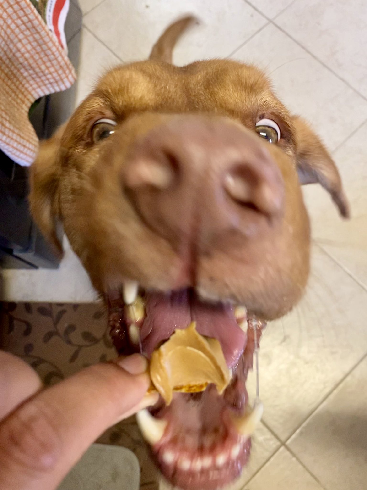 Apollo Dog Training (TrainingApollo) / Twitter