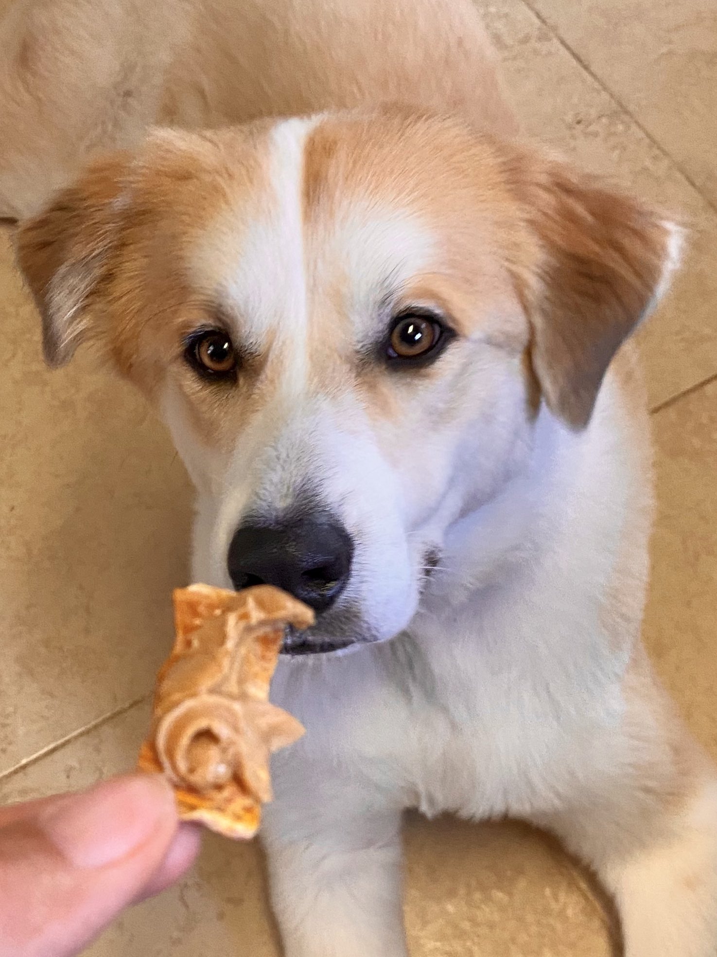 Apollo Dog Training (TrainingApollo) / Twitter