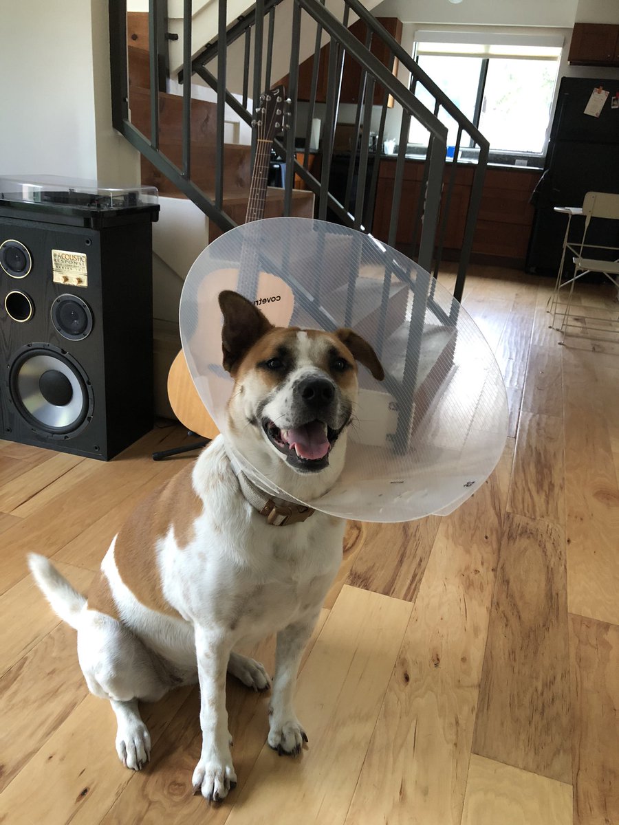 My name is Charlie, and when I’m not modeling cones, I’m drooling profusely into them.