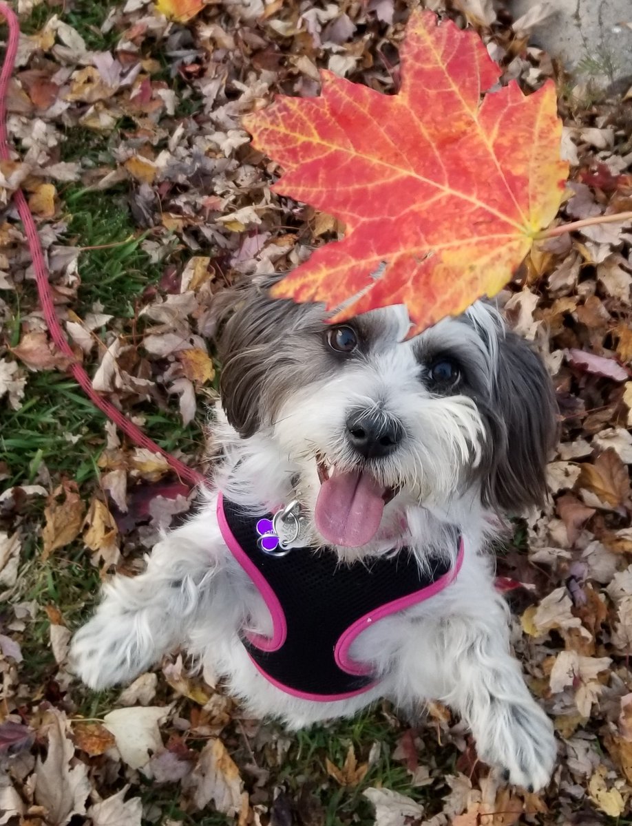 medlab04's tweet photo. @dog_rates Ezri Dax - 2 y/o female. Bellevill, Ontario https://t.co/8DyePbTrhS