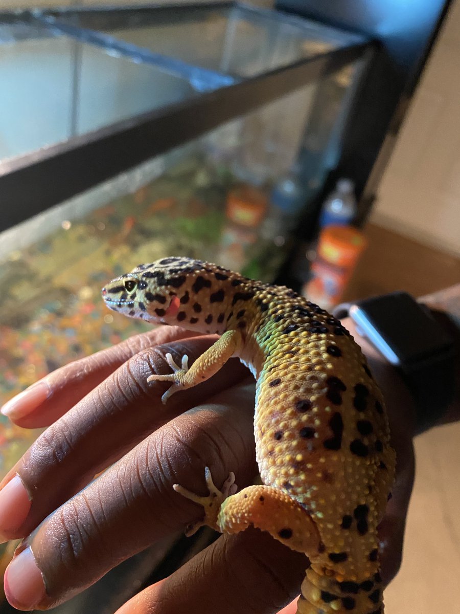 myspoiledgecko's tweet photo. She got jealous 😍 https://t.co/8pmkdm4HiP