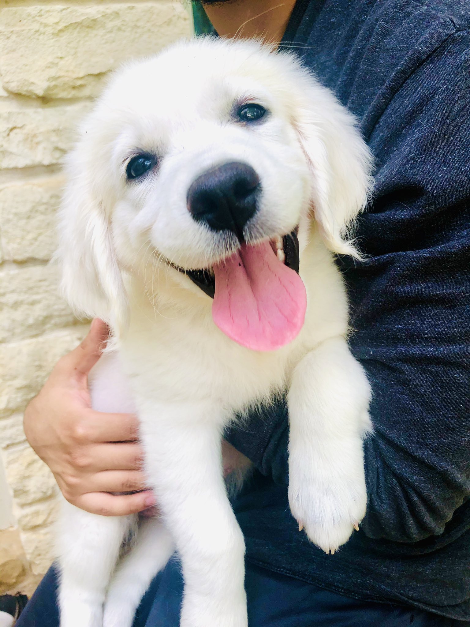 Apollo Dog Training (TrainingApollo) / Twitter