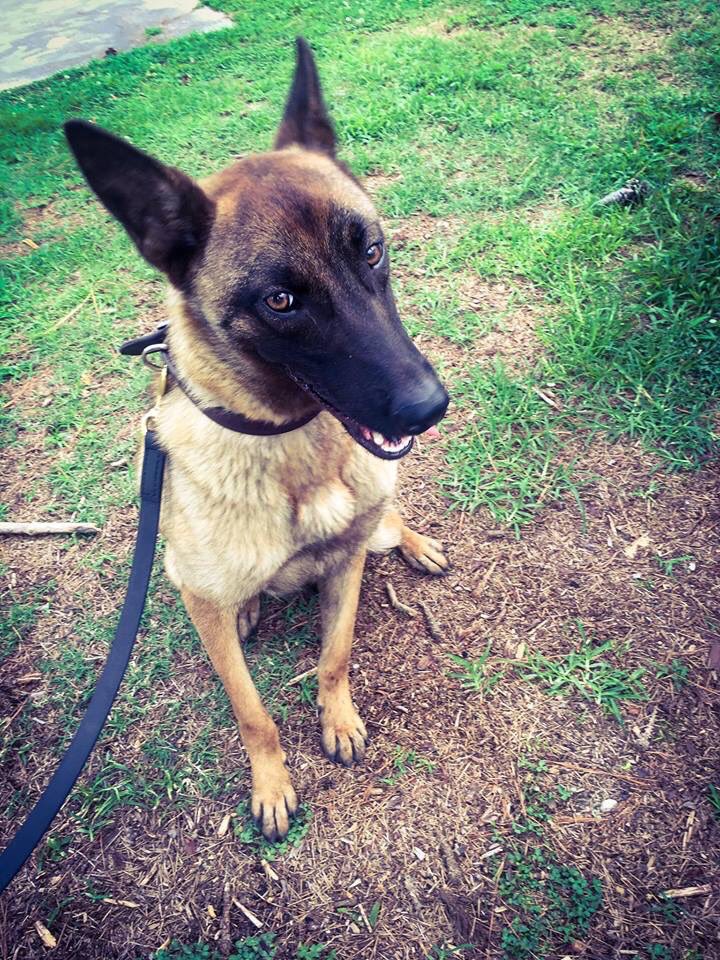 YemasseePD's tweet photo. In honor of #NationalDogDay2020 , we salute the K9’s of #TeamYPD and their handlers! K9 Scully is assigned to Officer Pendergrass and K9 Zika to Officer Harris. Thank you both for the dedication you give to your K9 partners! #LivePDNation #Police #Dogs #PoliceDogsOfTwitter https://t.co/LHljE981kV