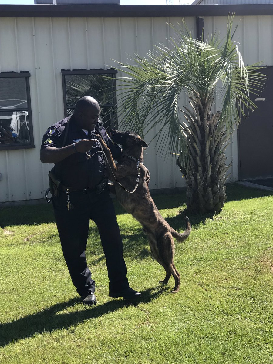 YemasseePD's tweet photo. In honor of #NationalDogDay2020 , we salute the K9’s of #TeamYPD and their handlers! K9 Scully is assigned to Officer Pendergrass and K9 Zika to Officer Harris. Thank you both for the dedication you give to your K9 partners! #LivePDNation #Police #Dogs #PoliceDogsOfTwitter https://t.co/LHljE981kV